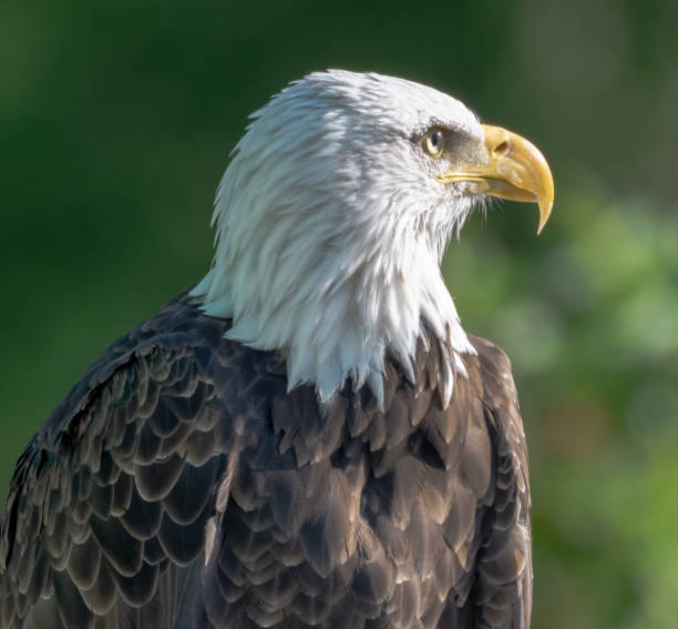 istock Portrait of an eagle 1318133619