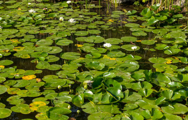 istock White flowers on the lily pads in the pond 1318133636
