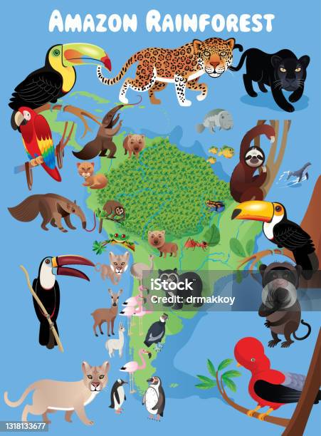 Amazon Rainforest And Animals Stock Illustration - Download Image Now -  Jaguar - Cat, Amazon Rainforest, Amazon Region - iStock