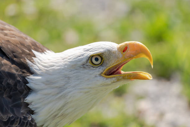 Portrait of an eagle