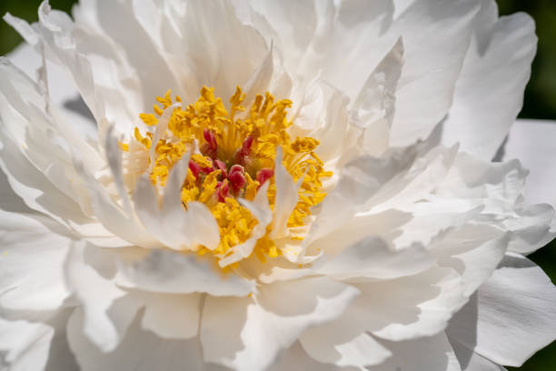 istock Beautiful  flower in the garden 1318133847