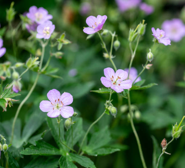 istock Beautiful  flower in the garden 1318133943