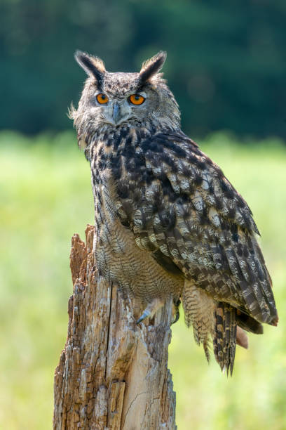 istock Close up of a Great horned owl 1318134051