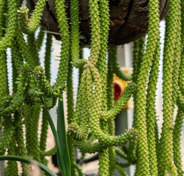 istock Green plant in the garden 1318134078