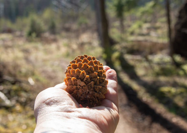 istock Hand with a fir cone lying on the palm 1318134102
