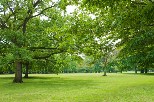 istock green garden 1318135999