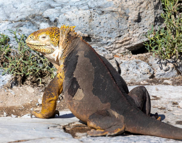 istock Galapagos Land Iguana 1318137118