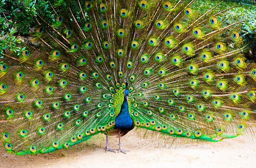 Peacock with beautiful feathers, ready to dance
