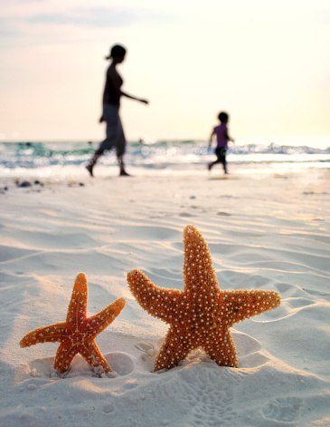Close-up shot of two starfish on beach and two people walking on the background.