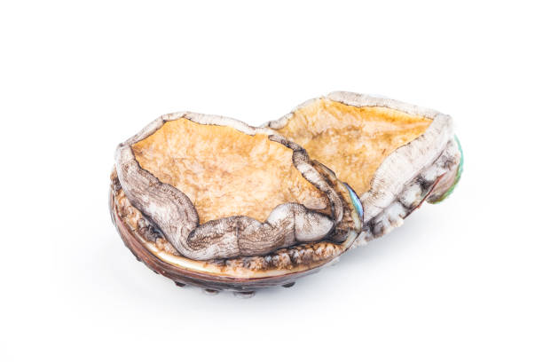istock Raw abalones on the white background 1318138728