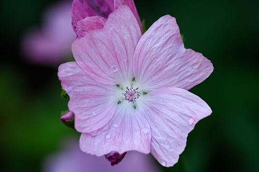 Daytime hogh angle close-up of a single pink musk mallow flower, with water drops on the leaves, shallow DOF