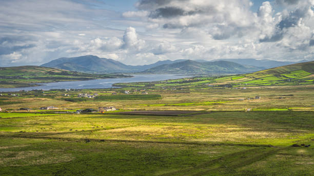 istock View from Kerry Cliffs on grazing cattle on fields and pastures of Iveragh peninsula 1318140330