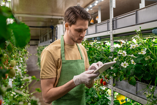 A young man with digital tablet working in a greenhouse