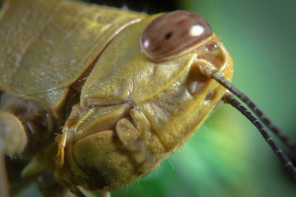 Macro shot close-up a grasshopper head picture