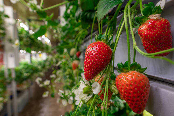 fragole appetitose che crescono in un giardino o in una fattoria verticale - healthy eating macro vegetable farm foto e immagini stock