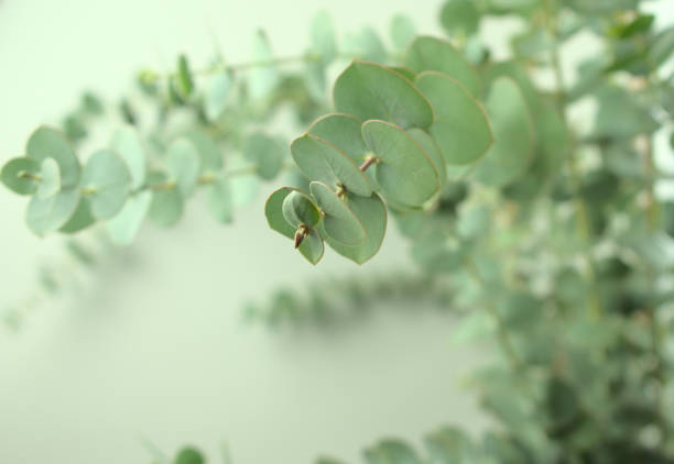 istock Eucalyptus branches bouquet, leaves, stems abstract texture background. Head on shot, horizontal image style. 1318141480