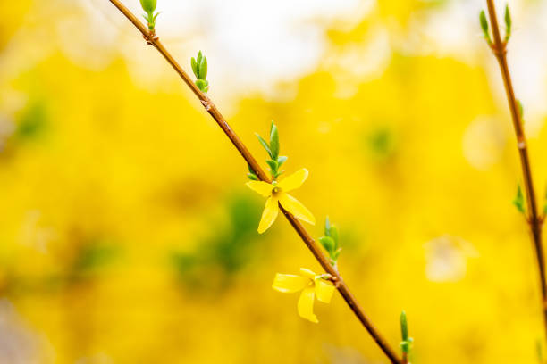 istock Spring bright yellow of blooming forsythia 1318141661