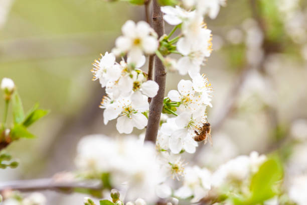 istock Closeup photo of a bee collects nectar from a fruit cherry tree flower. 1318141733
