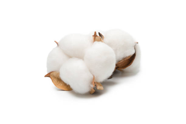 istock Cotton flower branch isolated on white background. 1318142995