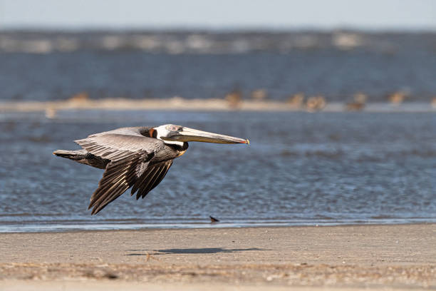 Brown Pelican Race