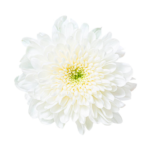 istock Beautiful white chrysanthemum flower bud isolated on white background 1318145182