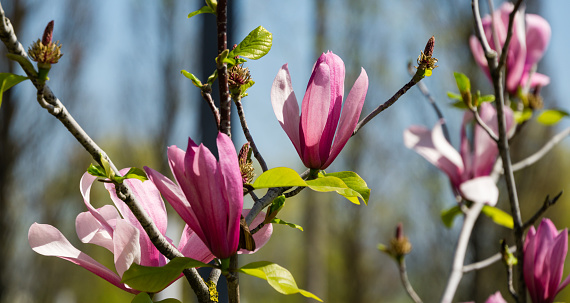 Hermosa rama de flor magnolia soulangeana rosa claro en el parque de la ciudad Krasnodar. Galitsky Park en la soleada primavera de 2021. Grandes flores de magnolia rosa sobre fondo azul del cielo. Enfoque selectivo de primer plano photo