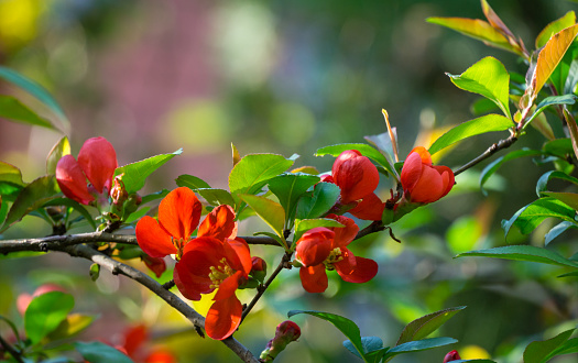 Japanese quince (Chaenomeles japonica) flowering on blurred green background. Selective focus of close-up red flowers quince. Interesting nature spring concept for design. Place for your text