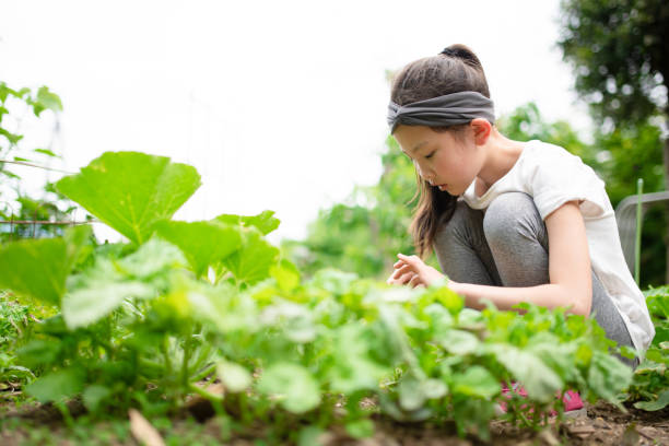 ragazza alla cura del raccolto - gardening child vegetable garden vegetable foto e immagini stock