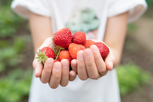 Hands of a child harvesting strawberries