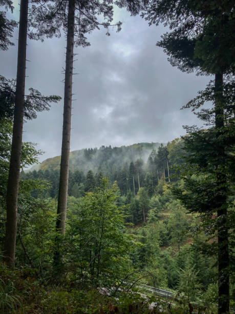 istock Beautiful Black Forest in Germany in the fog. 1318147367