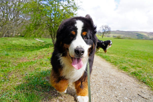 istock Two Bernese Mountain Dogs walking in the countryside 1318147533