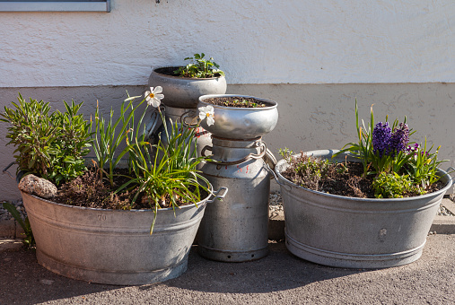 Old tin bathtub and milk pails as flower pots