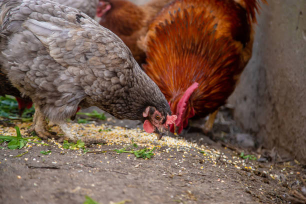 istock geese and chicken on the farm, eggs in a bowl. selective focus 1318148911