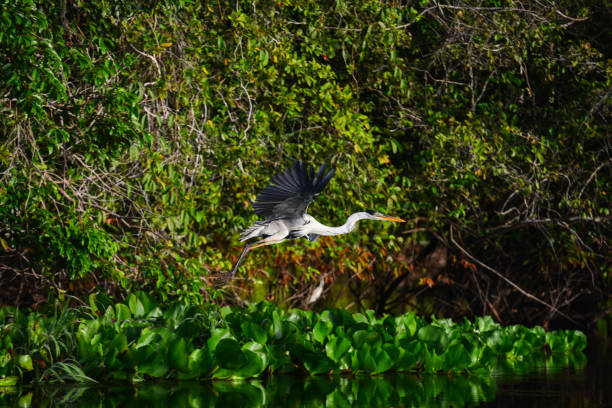 istock A heron taking of on the rainforest 1318148915