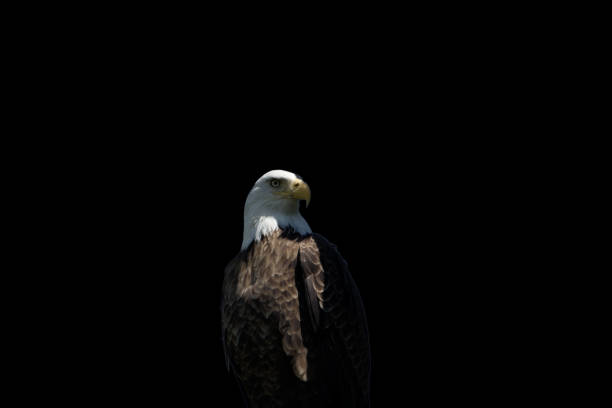 istock Bald eagle on a black background - wildlife photography 1318149050