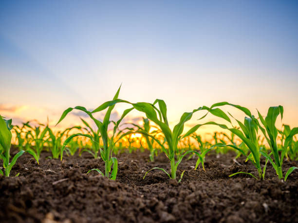 istock Green corn maize plants on a field. Agricultural landscape 1318149858
