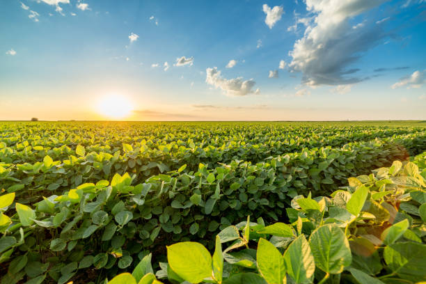 green ripening soybean field, agricultural landscape - agriculture imagens e fotografias de stock