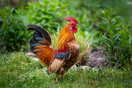 Beautiful, proud serama, bantam rooster, chicken on a green lawn in the garden, in nature, in the open air, in the field. Selective sharpness