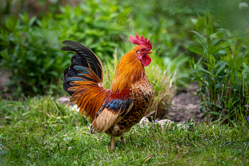 Beautiful, proud serama, bantam rooster, chicken on a green lawn in the garden, in nature, in the open air, in the field. Selective sharpness