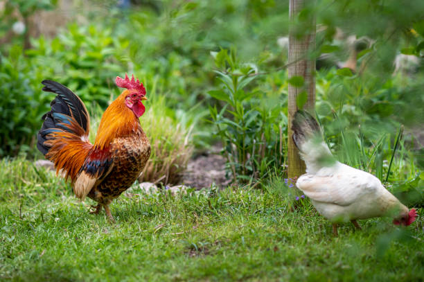 istock proud serama, bantam rooster, chicken and hen on a green meadow 1318150116