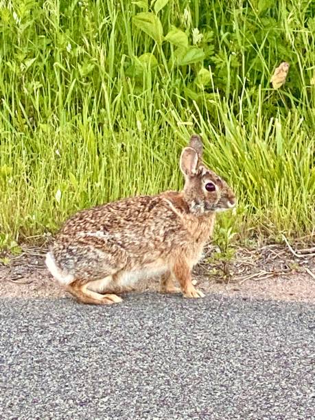 istock Wild rabbit Miller field Staten Island New York 1318152124