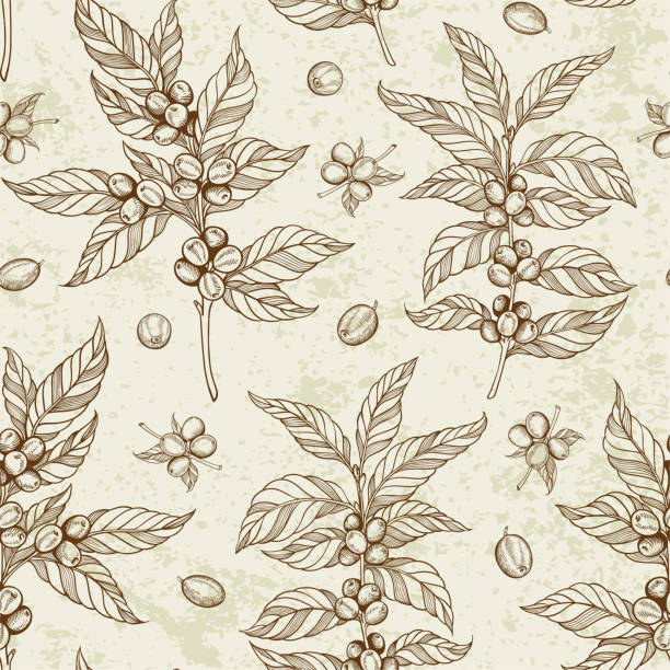 ilustrações de stock, clip art, desenhos animados e ícones de seamless pattern with coffee plant and coffee beans - café colheita