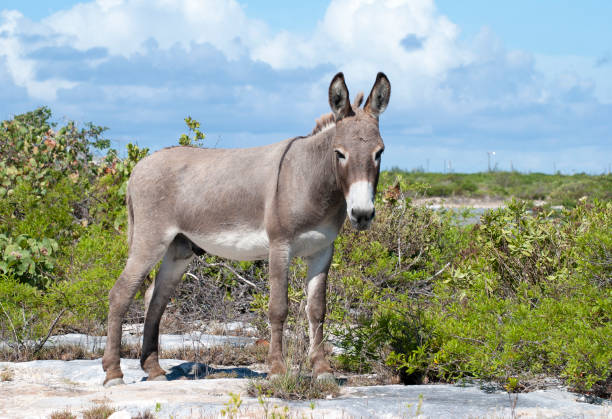 The close view of a wild donkey on Grand Turk island (Turks and Caicos Islands).