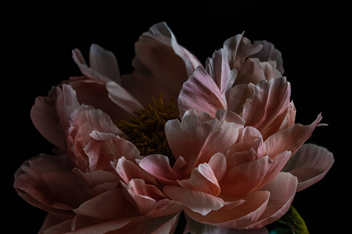 Coral peonies on a dark background, naturally lighted.