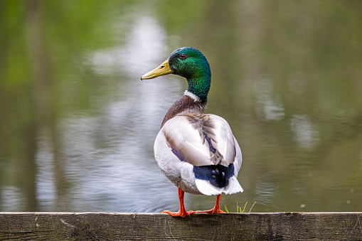 Male mallard duck overlooking a river - Mølleåen - and keeping an eye on the photographer