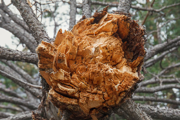 istock The wind broke a large tree in a coniferous forest. 1318155241