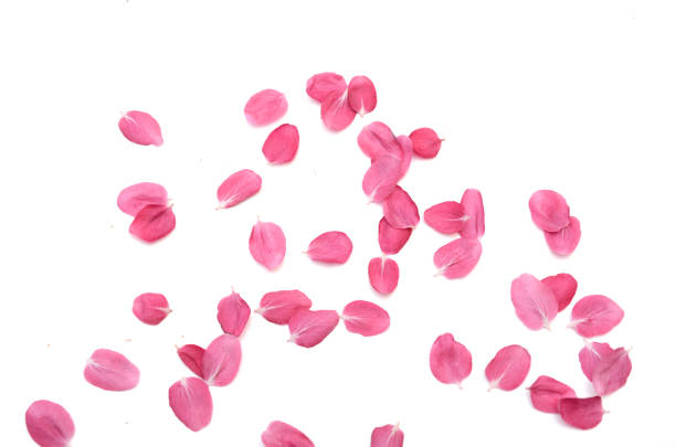 istock Pink cherry flower petals background 1318155839