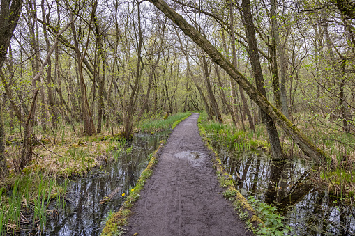 Dirt track through a swamp area called Åmosen north of Copenhagen, an area which are utilized as a public park and there are done a lot of work to keep the paths dry