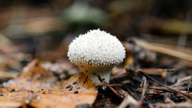 버섯 리코퍼돈 perlatum 또는 일반적인 퍼프볼, 숲에서 퍼프볼을 사분담. - 일반 퍼프볼 뉴스 사진 이미지