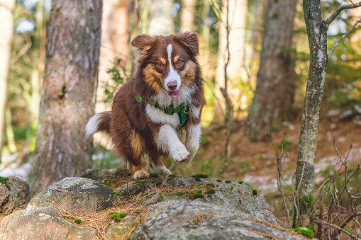 Australian shepherd brown and white in Swedish woods on a winter day